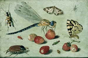 A Dragon-fly, two Moths, a Spider and some Beetles, with wild Strawberries by Jan van Kessel the Elder